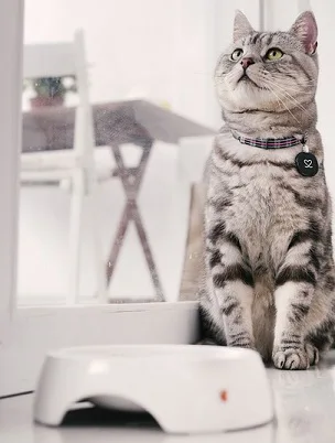 american shorthair cat